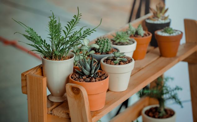 Potted plants on a shelf preapred for Christmas